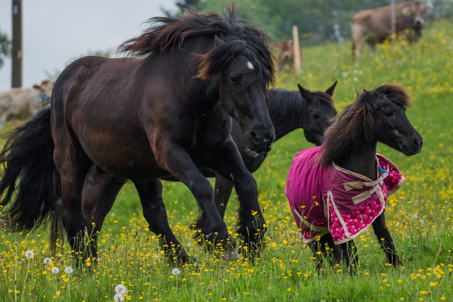 Felix%20und%20Frisco Felix%20und%20Frisco